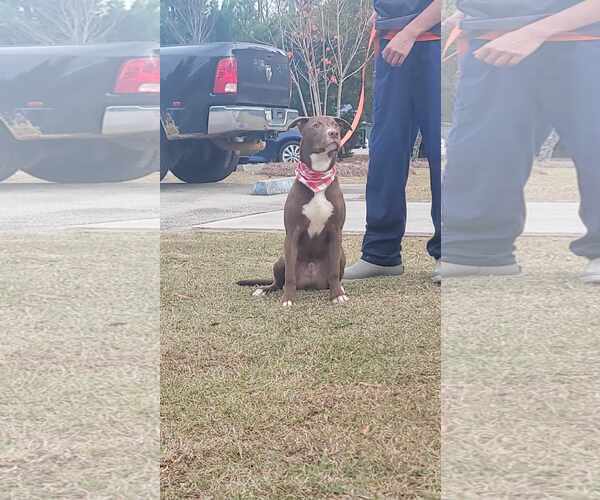 Medium Photo #4 American Pit Bull Terrier-Labrador Retriever Mix Puppy For Sale in Orangeburg, SC, USA