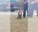 Small #3 American Pit Bull Terrier-Labrador Retriever Mix