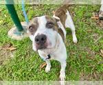 Small #1 American Pit Bull Terrier Mix