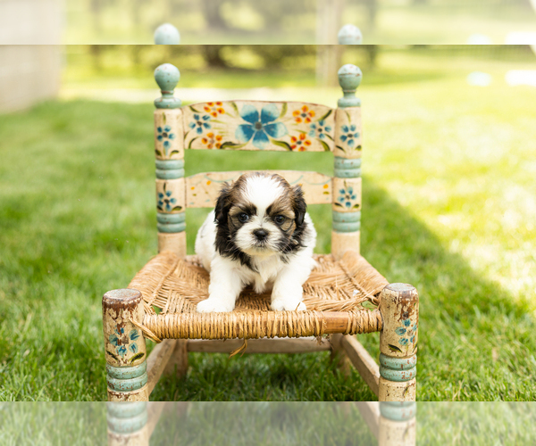 Medium Photo #2 Shih Tzu Puppy For Sale in NAPPANEE, IN, USA