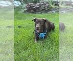 Small #5 Labrador Retriever Mix