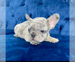 Small Photo #18 French Bulldog Puppy For Sale in TERRACE PARK, OH, USA