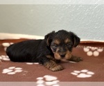 Small #1 Yorkshire Terrier