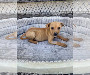 Jack Russell Terrier-Parson Russell Terrier Mix Dogs for adoption in Holly Springs, NC, USA