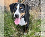 Small #1 Labrador Retriever-Retriever  Mix