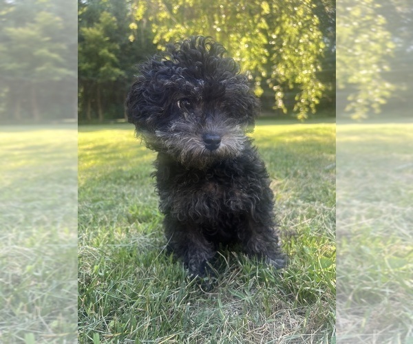 Medium Photo #14 Poodle (Miniature) Puppy For Sale in DURHAM, CT, USA
