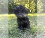 Small #13 Poodle (Miniature)