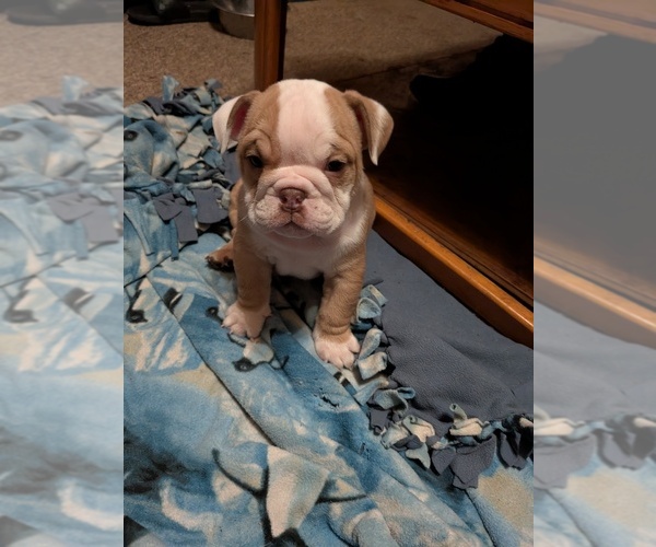 Medium Photo #19 English Bulldog Puppy For Sale in WHITELAND, IN, USA