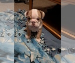 Small #18 English Bulldog