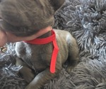 Small #4 Cane Corso