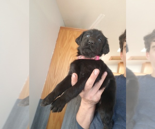 Medium Photo #9 Labradoodle-Labrador Retriever Mix Puppy For Sale in HERALD, CA, USA