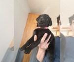 Small Photo #9 Labradoodle-Labrador Retriever Mix Puppy For Sale in HERALD, CA, USA