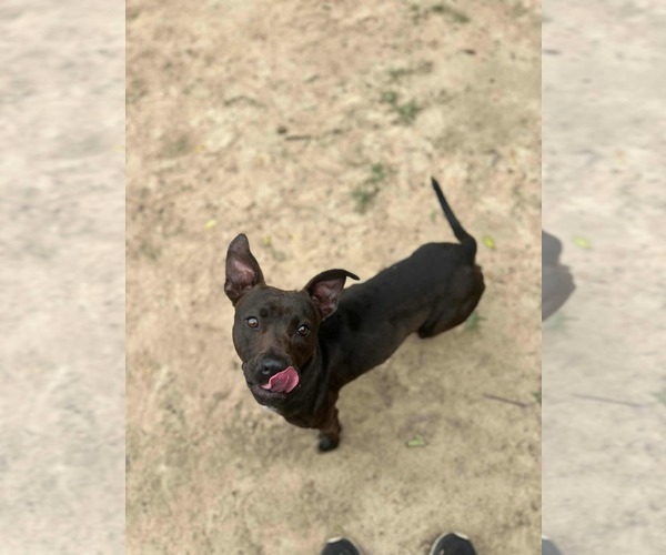 Medium Photo #3 Labrador Retriever-Unknown Mix Puppy For Sale in Orangeburg, SC, USA