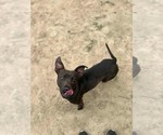 Small #2 Labrador Retriever Mix