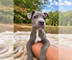 Small Photo #2 Mutt Puppy For Sale in Wenonah, NJ, USA