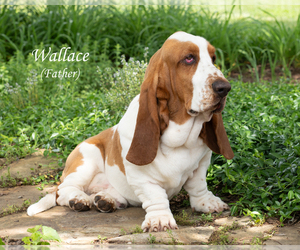 Father of the Basset Hound puppies born on 05/06/2025