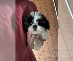 Shih Tzu Puppy for sale in VIRGINIA BEACH, VA, USA