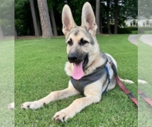 German Shepherd Dog Puppy for sale in PELZER, SC, USA