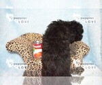 Small Photo #8 Poodle (Miniature) Puppy For Sale in SANGER, TX, USA