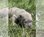 Puppy Jameson French Bulldog