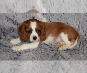 Cavalier King Charles Spaniel Puppy for sale in HOMELAND, CA, USA