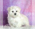 Small Photo #29 Maltese Puppy For Sale in WARSAW, IN, USA