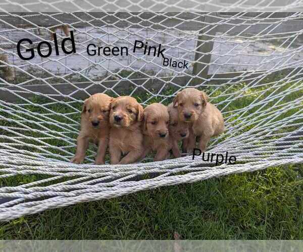 Medium Photo #15 Golden Retriever Puppy For Sale in RAEFORD, NC, USA