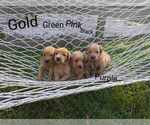 Small Photo #15 Golden Retriever Puppy For Sale in RAEFORD, NC, USA