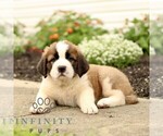 Small #4 Saint Bernard