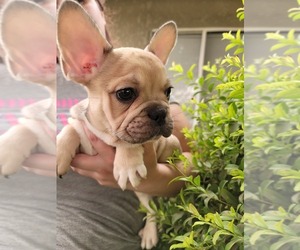 French Bulldog Puppy for sale in PORTERVILLE, CA, USA