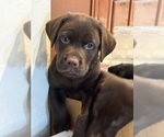 Puppy Puppy 1 Bluey Labrador Retriever