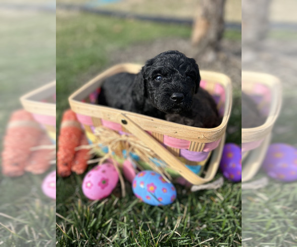 Medium Photo #7 Spanish Water Dog Puppy For Sale in NEW ALBANY, IN, USA