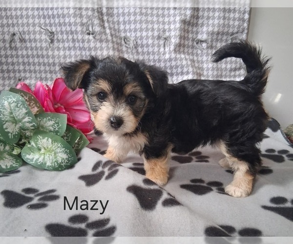 Medium Photo #2 Yo-Chon Puppy For Sale in MOUNT PLEASANT, MI, USA