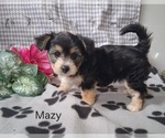 Small #1 Yo-Chon