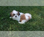 Small Photo #10 Shih Tzu Puppy For Sale in GOSHEN, IN, USA