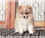 Small #3 Pomeranian
