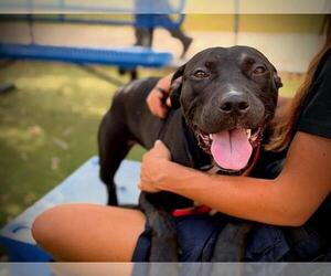 Mutt Dogs for adoption in Orlando, FL, USA