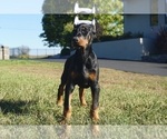 Small #5 Doberman Pinscher