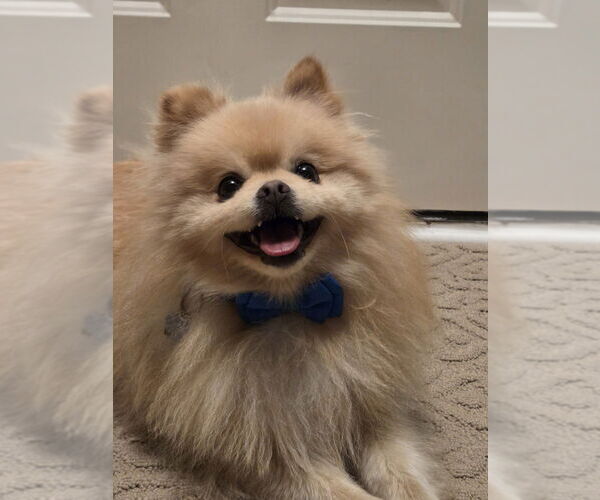 Medium Photo #5 Pomeranian Puppy For Sale in Mundelein, IL, USA