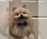 Small #4 Pomeranian