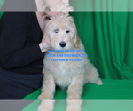 Small #10 Goldendoodle