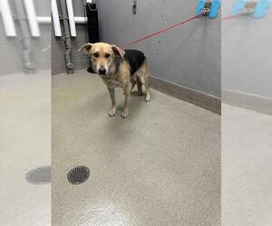 German Shepherd Dog-Unknown Mix Dogs for adoption in Las Vegas, NV, USA