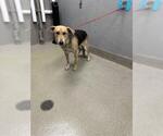 Small German Shepherd Dog Mix