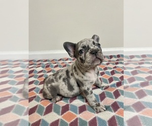 French Bulldog Puppy for sale in CHARLESTON, SC, USA