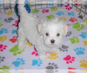 Maltese Puppy for sale in ORO VALLEY, AZ, USA