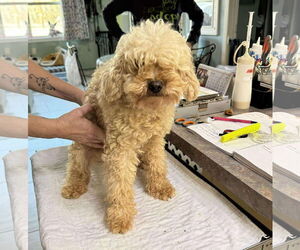 Poodle (Miniature) Dogs for adoption in Benton, LA, USA