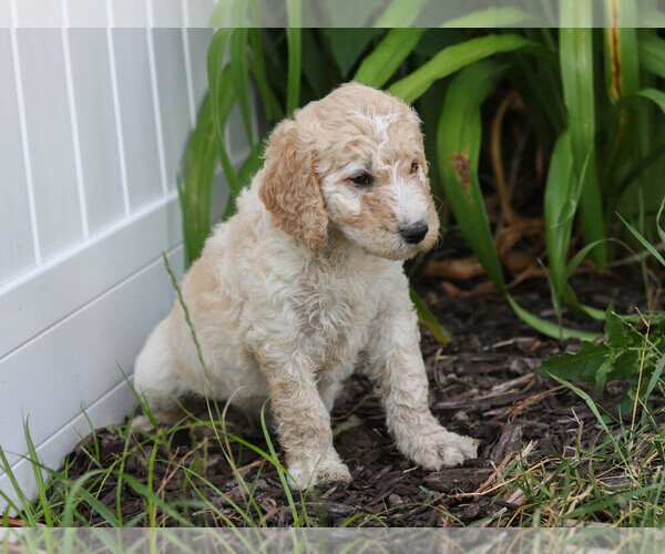 Medium Photo #2 Goldendoodle Puppy For Sale in ALLENDALE, MI, USA