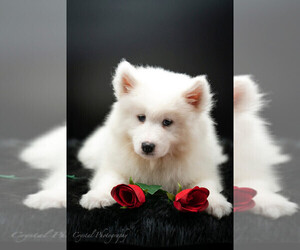 Samoyed Puppy for sale in CLEBURNE, TX, USA