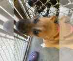 Small #2 Black Mouth Cur Mix
