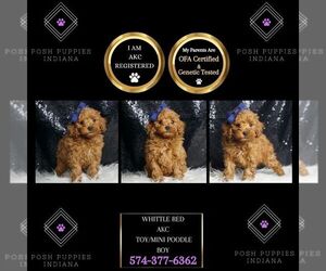 Poodle (Miniature) Puppy for sale in WARSAW, IN, USA